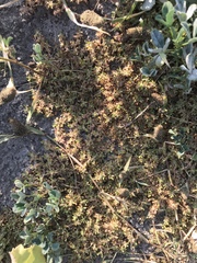 Polycarpon tetraphyllum tetraphyllum