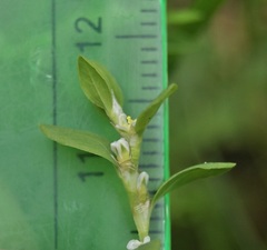 Polygonum aviculare aviculare