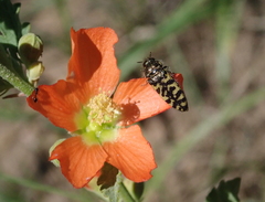 Acmaeodera decipiens