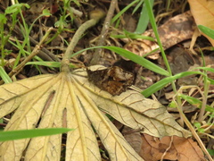 Panyapedaliodes drymaea