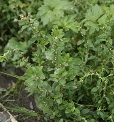 Polygonum aviculare aviculare
