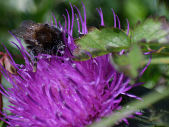 Bombus humilis