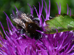 Bombus humilis