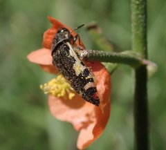 Acmaeodera decipiens