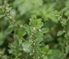 Polygonum aviculare aviculare