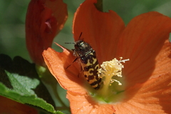 Acmaeodera decipiens