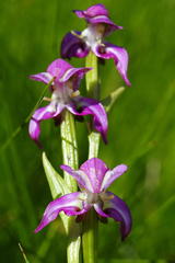 Disperis paludosa