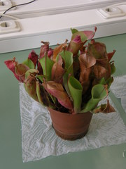 Heliamphora