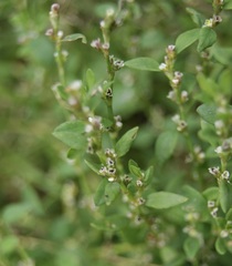 Polygonum aviculare aviculare