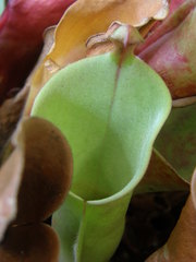 Heliamphora