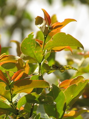 Prunus buxifolia
