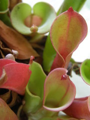 Heliamphora