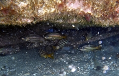 Parapristipoma octolineatum