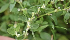 Polygonum aviculare aviculare