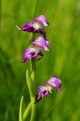 Disperis paludosa