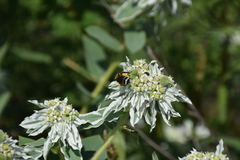 Melissodes comptoides