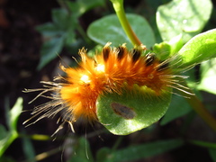 Pygarctia
