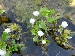 Shinnersia rivularis