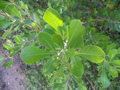 Searsia lucida lucida