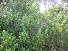 Searsia lucida lucida