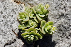 Crassula pellucida pellucida
