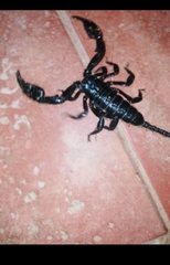 Opisthacanthus