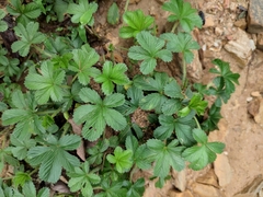 Potentilla kleiniana
