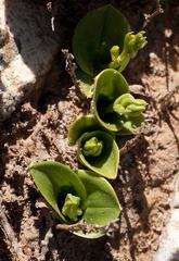 Liparis capensis