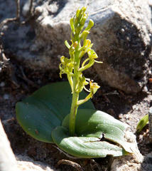 Liparis capensis