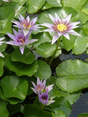 Nymphaea nouchali zanzibariensis