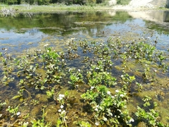 Shinnersia rivularis