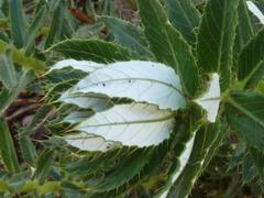 Berkheya seminivea