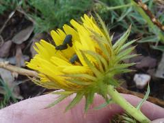 Berkheya seminivea