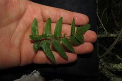 Cheilanthes viridis viridis