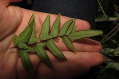 Cheilanthes viridis viridis