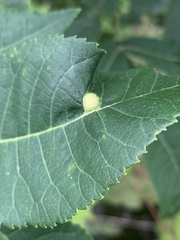 Phylloxera williamsi