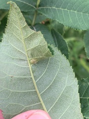 Phylloxera williamsi