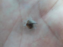 Leucadendron thymifolium