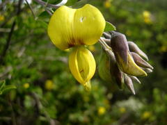 Crotalaria capensis