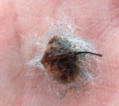 Leucadendron thymifolium