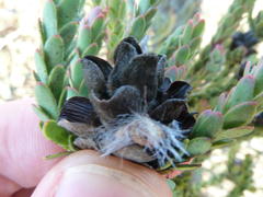Leucadendron thymifolium