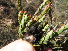 Leucadendron thymifolium