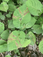 Scrobipalpula manierreorum