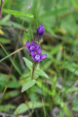 Gentianella auriculata