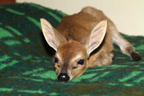 Bush Duiker