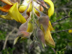 Crotalaria capensis