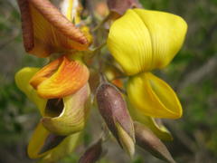 Crotalaria capensis