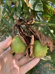 Aesculus hippocastanum