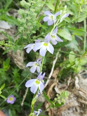 Lobelia berlandieri
