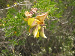 Crotalaria capensis